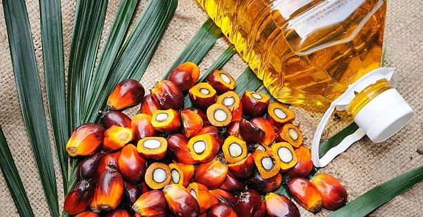 Palm Oil